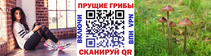 наркота  Сорочинск  Псилоцибиновые грибы MAGIC MUSHROOMS 